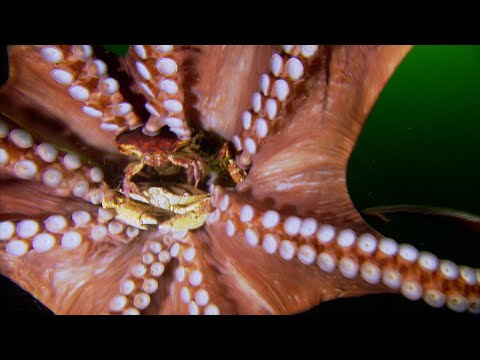 Maestro di mimetismo