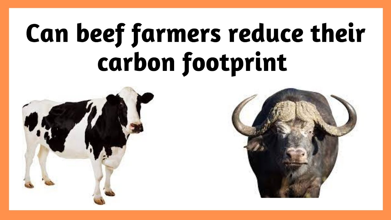 What can farmers do to reduce the Carbon footprint of beef | How does beef affect carbon footprint |