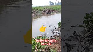 Download lagu Momen saat ikan gabus menyerang #memancing mp3