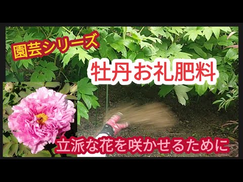 牡丹の肥料：春に適用する最も効果的な天然物は次のとおりです。  庭園