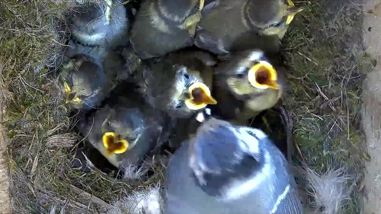 Lady Gaga füttert Kot an Küken | 20.05.2025