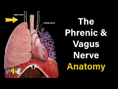 THE PHRENIC AND VAGUS NERVE ANATOMY & PHYSIOLOGY