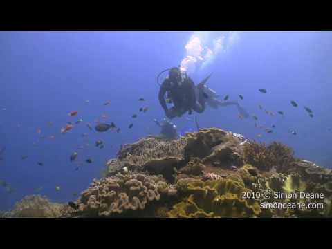 SCUBA Diving Coral Reef - Show Reel
