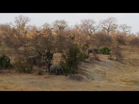 Djuma: Elephants enjoying the day feeding and drinking - 15:13 - 09/05/19