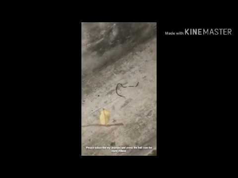 An ant attack on baby garter snake