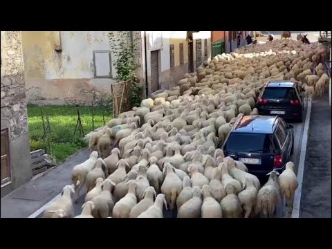 La spettacolare transumanza delle pecore a Campolongo di Cadore