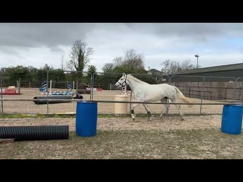 15.3 Traditional Irish Horse Potential All-Rounder - Image 2
