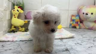 ビションフリーゼの動画01