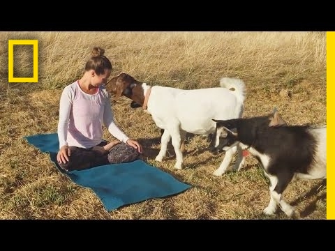 Promotional video thumbnail 1 for Founder of Goat Yoga