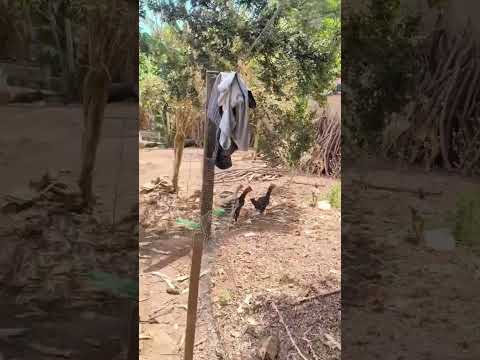 largamos tudo na cidade grande e nós mudamos para o interior de Goiás 🥰 para sanclerlândia 📍