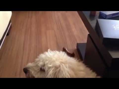 singing Dog- Mr Milo