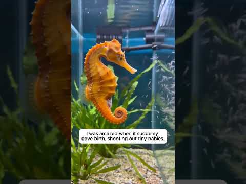 He Saved A Helpless Seahorse In A Plastic Bag 😱 #shorts