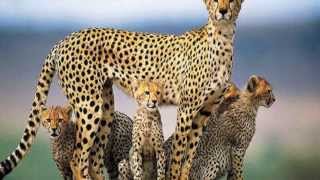 It Only Gets Better - Talib Kweli