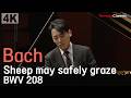 [4K] Bach / Petri :: Sheep may safely graze, BWV 208 (Piano l Changyong Shin)