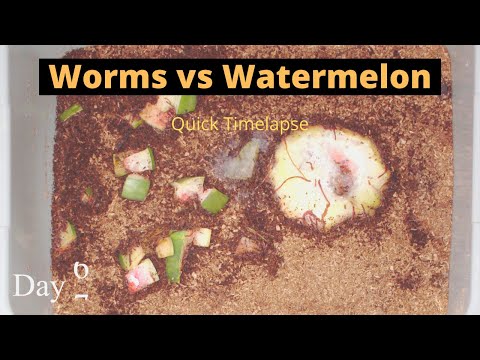 Worms vs Watermelon Chunks Fast Time lapse