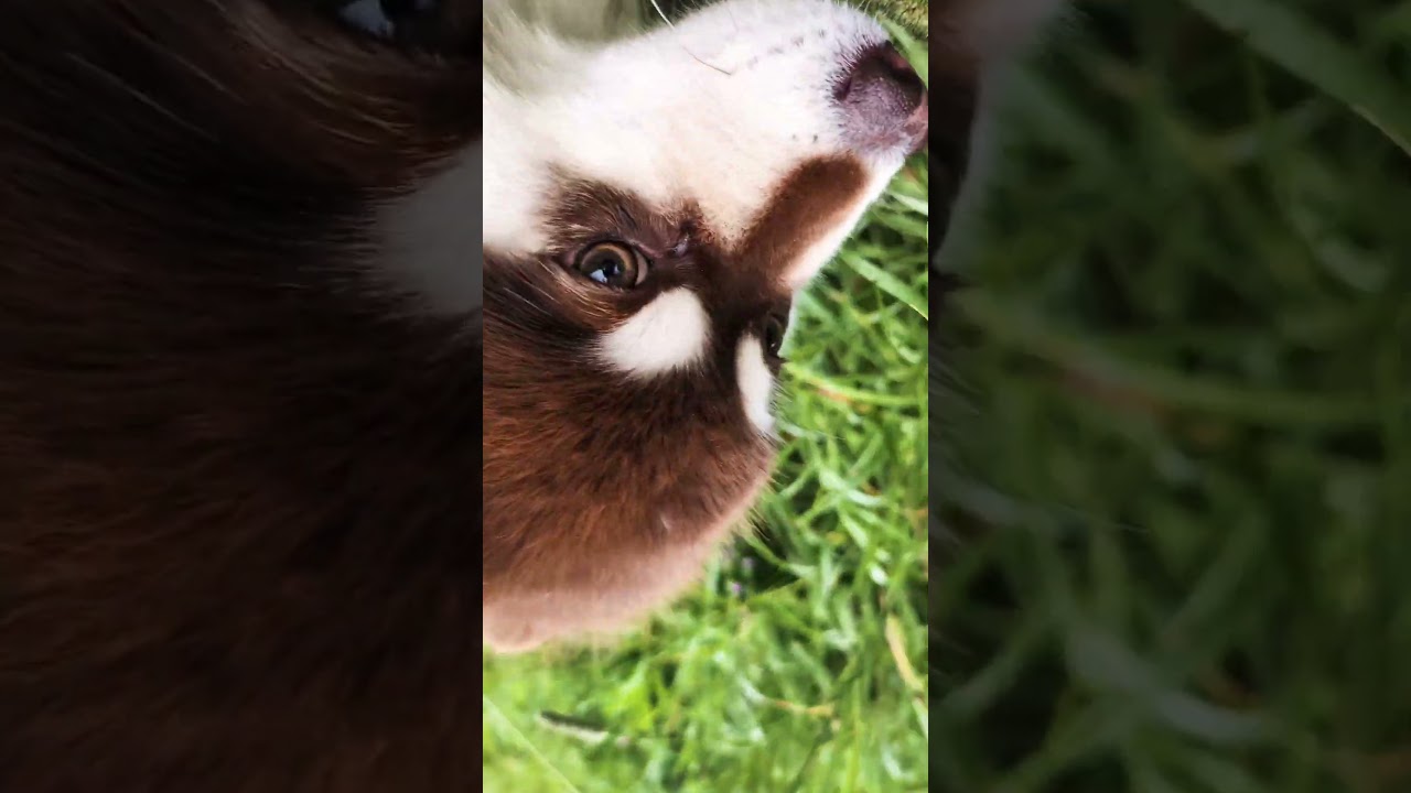 Slowmotion walking dog. What a majestic sight is. Glorious Finnishlapphund gang!