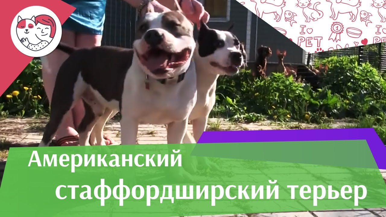 5 особенностей ухода за золотистым ретривером