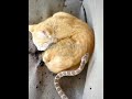 snake 🐍 scares sleeping cat 🐱 see 👀 | not bitten | shorts |animals | wait for it | cat |