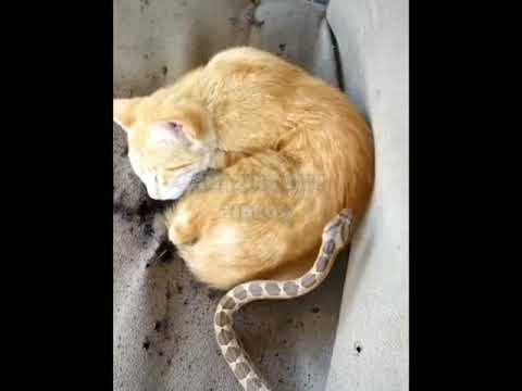 snake bites sleeping cat see |shorts|animals|wait for it|cat|