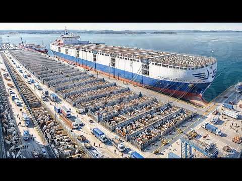 Life INSIDE The Largest Livestock Carrier Ships That Carry Millions Of Cows, Pigs, Goats & Sheep