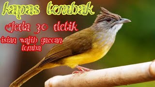 Download lagu MASTERAN KAPAS TEMBAK JUARA NASIONAL JEDA 30 DETIK. masteran wajib murai batu,cucak ijo, cendet!!! mp3 Download lagu MASTERAN KAPAS TEMBAK JUARA NASIONAL JEDA 30 DETIK. masteran wajib murai batu,cucak ijo, cendet!!! mp3