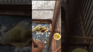 Download lagu PRENJAK BABY MASIH DISUAPI #burung #prenjak # mp3