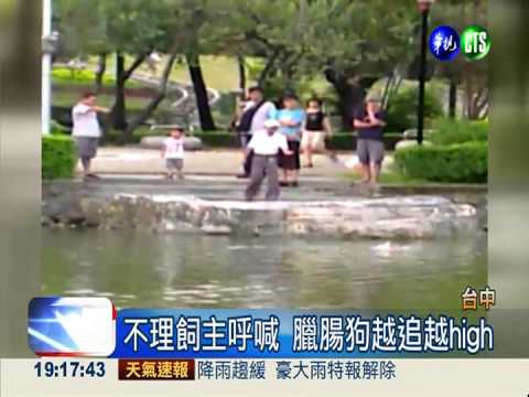 臘腸狗緊追鴨子 興奮飛撲跳下水