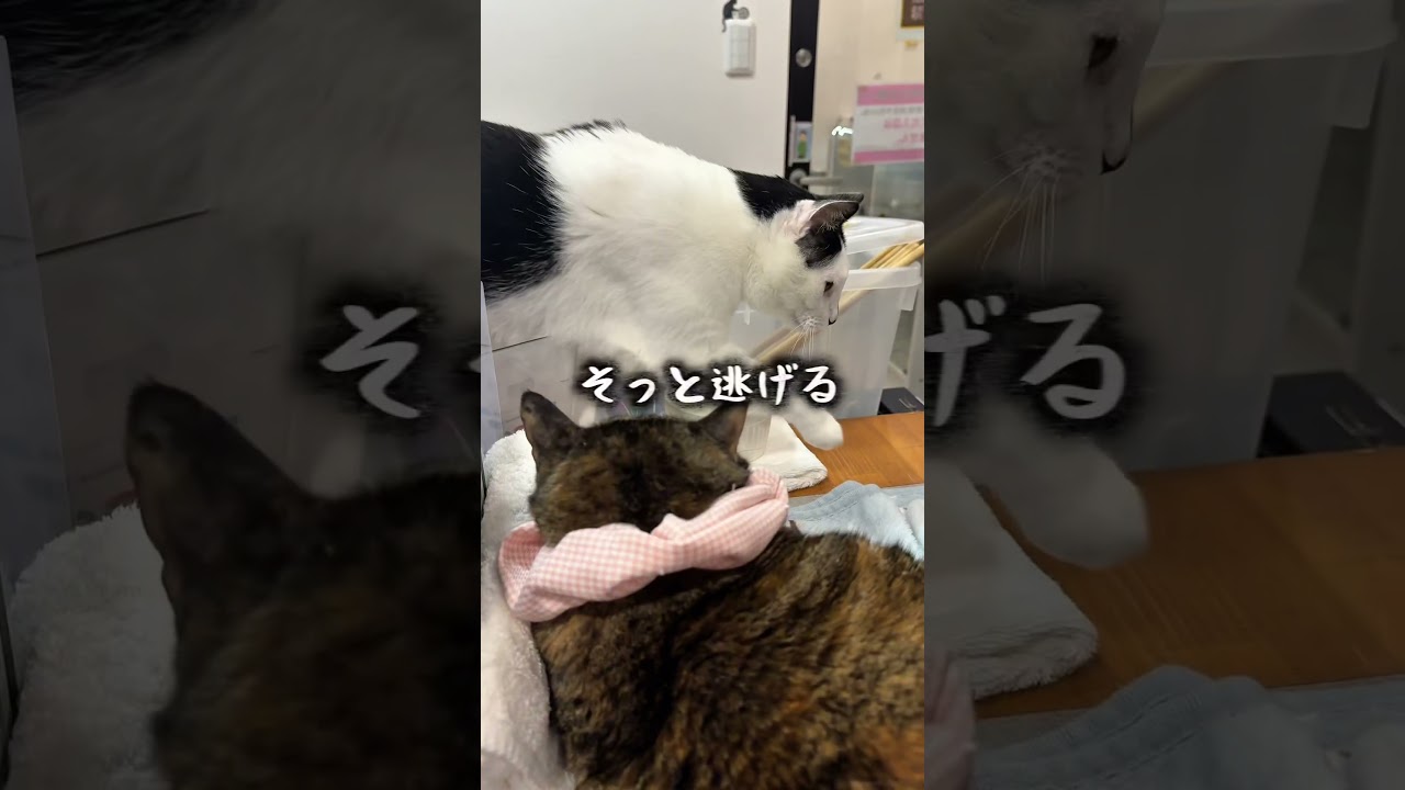 にぃにぃが追われる理由。