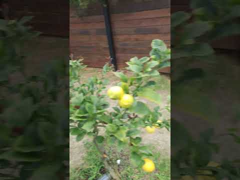 fruit tree update, from San Antonio, Rocha Uruguay