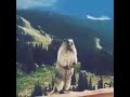 Screaming Squirrel Meme