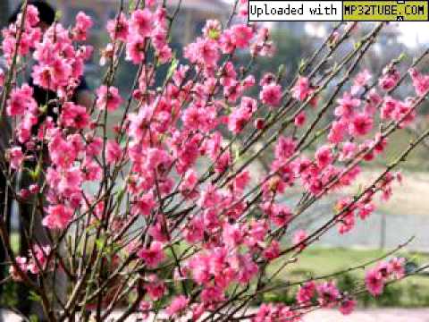 download lagu mp3 mp4 Hnh Phc u Xun Lyrics, download lagu Hnh Phc u Xun Lyrics gratis, unduh video klip Hnh Phc u Xun Lyrics