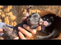 Abandoned Mama Dog And Her Newborn Puppies Will Melt Your Heart