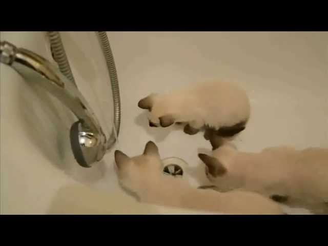 Thai Cats Viosna*PL - Miot C Wodny świat