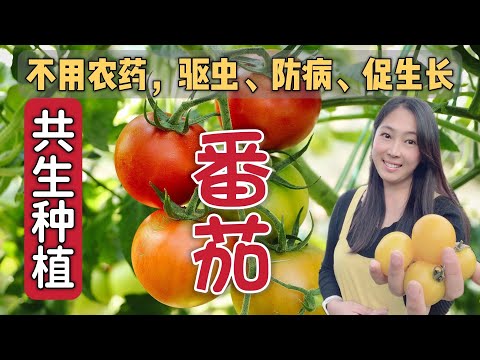 間種