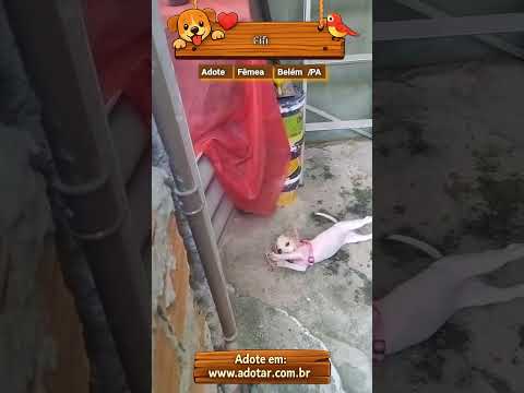 Vídeo de Fifi