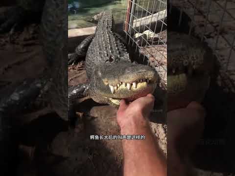 动物长大后的叫声VS小时候的叫声！ #趣聞 #大陸 #动物科普