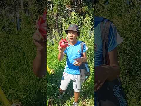 Davi colhendo muitas Pitáias em Cerro negro SC. #pitáias #colheitas