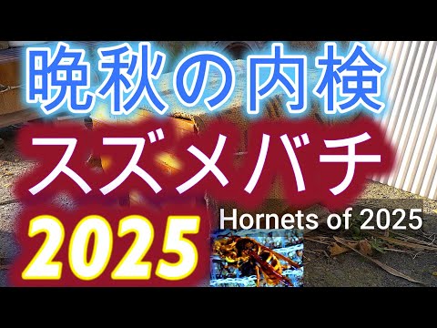 経済学科 晴蜂雨読 No. 69／今季のスズメバチの動きを振り返った結果／そして晩秋に行った巣箱の内検から見えてきたものとは？／2025年10月、その3／山崎亮一／日英字幕付／ Hornets of 2025