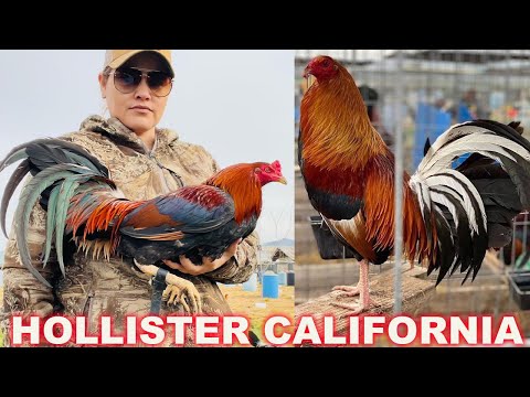 CALIFORNIA 💯 Best Quality Kelso Sweater Asil Grey Hatch - Spring Grove Farm Beautiful Birds