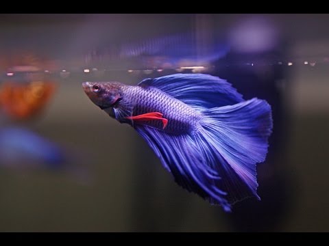 HOW TO: Care for Betta Fish