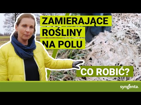 PAŁECZNICA czy PLEŚŃ ŚNIEGOWA? Jak zwalczać? | Giżycko | woj.warmińsko - mazurskie | 21.03.2021