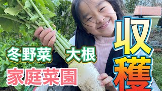 【家庭菜園】放置してた大根収穫するぞ！#家庭菜園　#自給自足