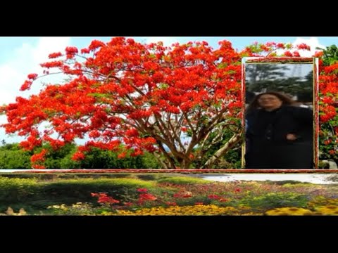 Sela dalziel - Koe Hengihengi (REMIX)