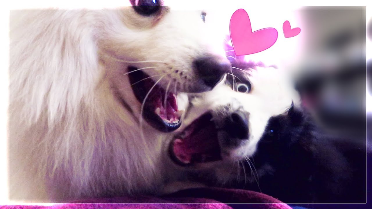 LE GRAND AMOUR ♥ | NEMARDI #03