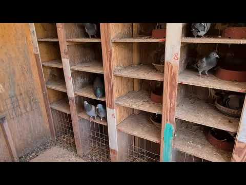 Unsere Taube 12.06.21 ... das leben nach dem Greifvogel