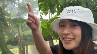 東京都・夢の島熱帯植物館　木々の高さに思わず見上げる