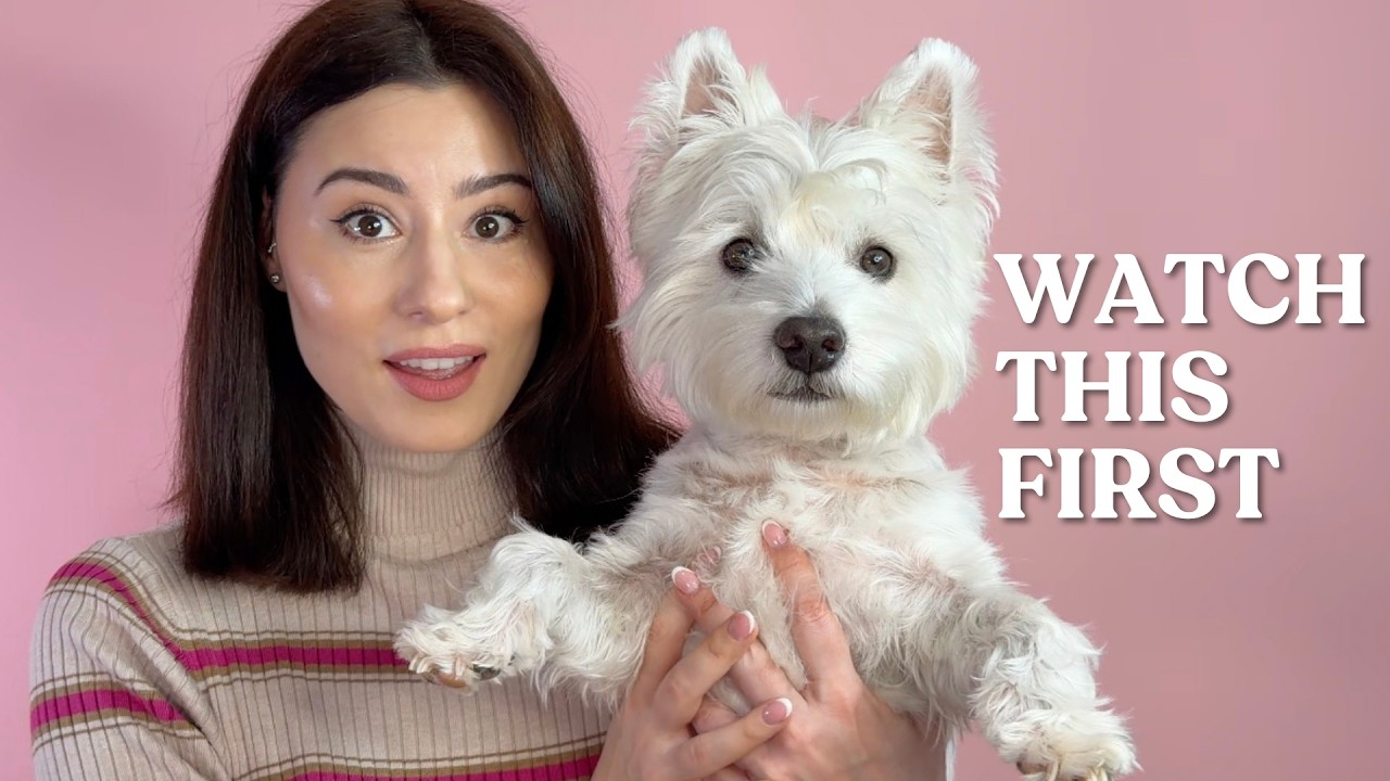 5 Reasons Why You Should Get A Westie Dog in 2024