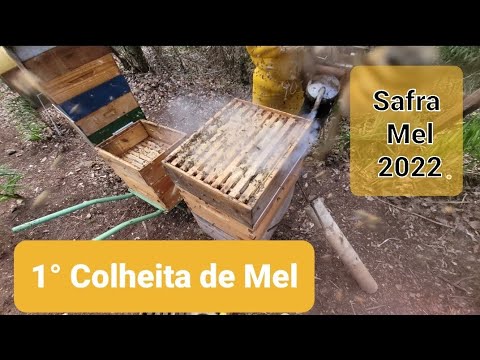 , title : '1° Colheita de Mel - Safra 2022 Apiário VS - Super produção de Mel'