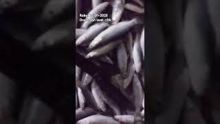 Download lagu Hasil nyerok tahun baru lur, ora doyan iwak cilik #belanak #mancingliar #spotbabon #fyp #fishing mp3