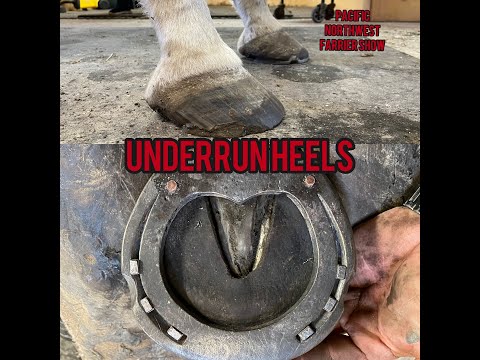 YouTube video about: How to fix underrun heels in horses?